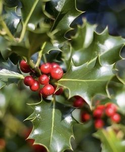 Meet your Posher, Deirdre ‘holly girl’